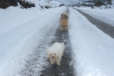 Gobi y Rufo