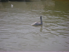 Pelicano en la cienaga