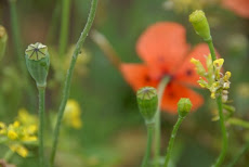 Botones de flor.