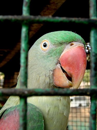 [parrot+in+a+cage.jpg]