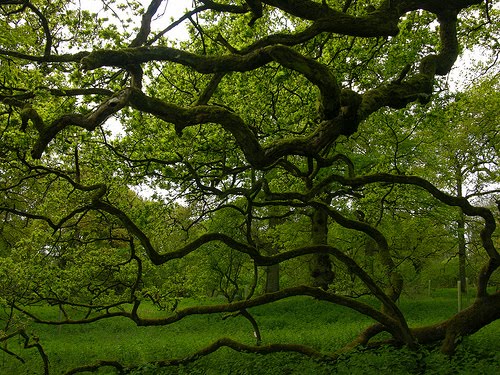 [tree.jpg]