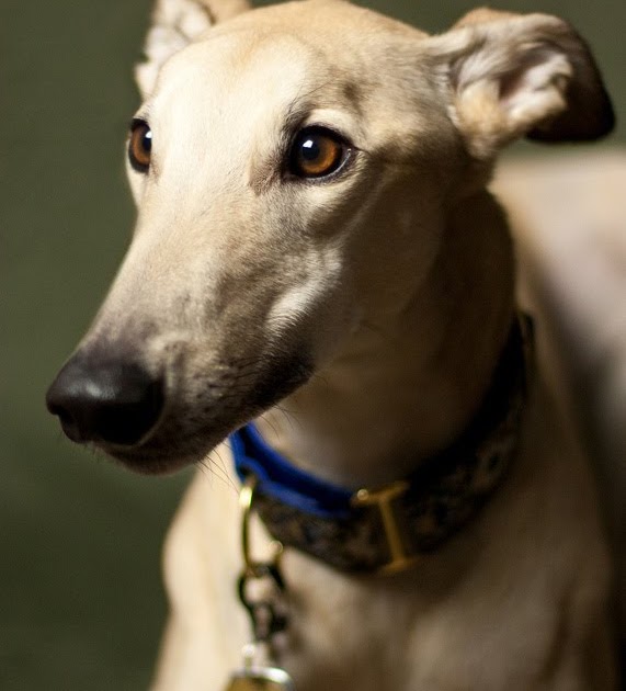 Zoology, Madness, and Me Glorious Greyhounds