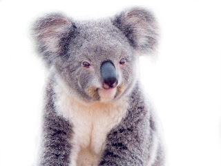 Image result for sad koala