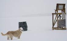 The Dog in Winter