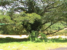 tree, a lonely lady in sg lembing2009