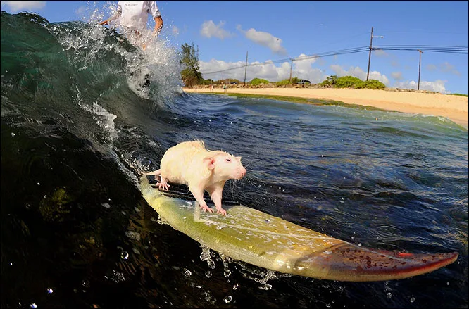 rat surfing