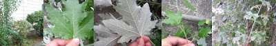 Poplar Suckers