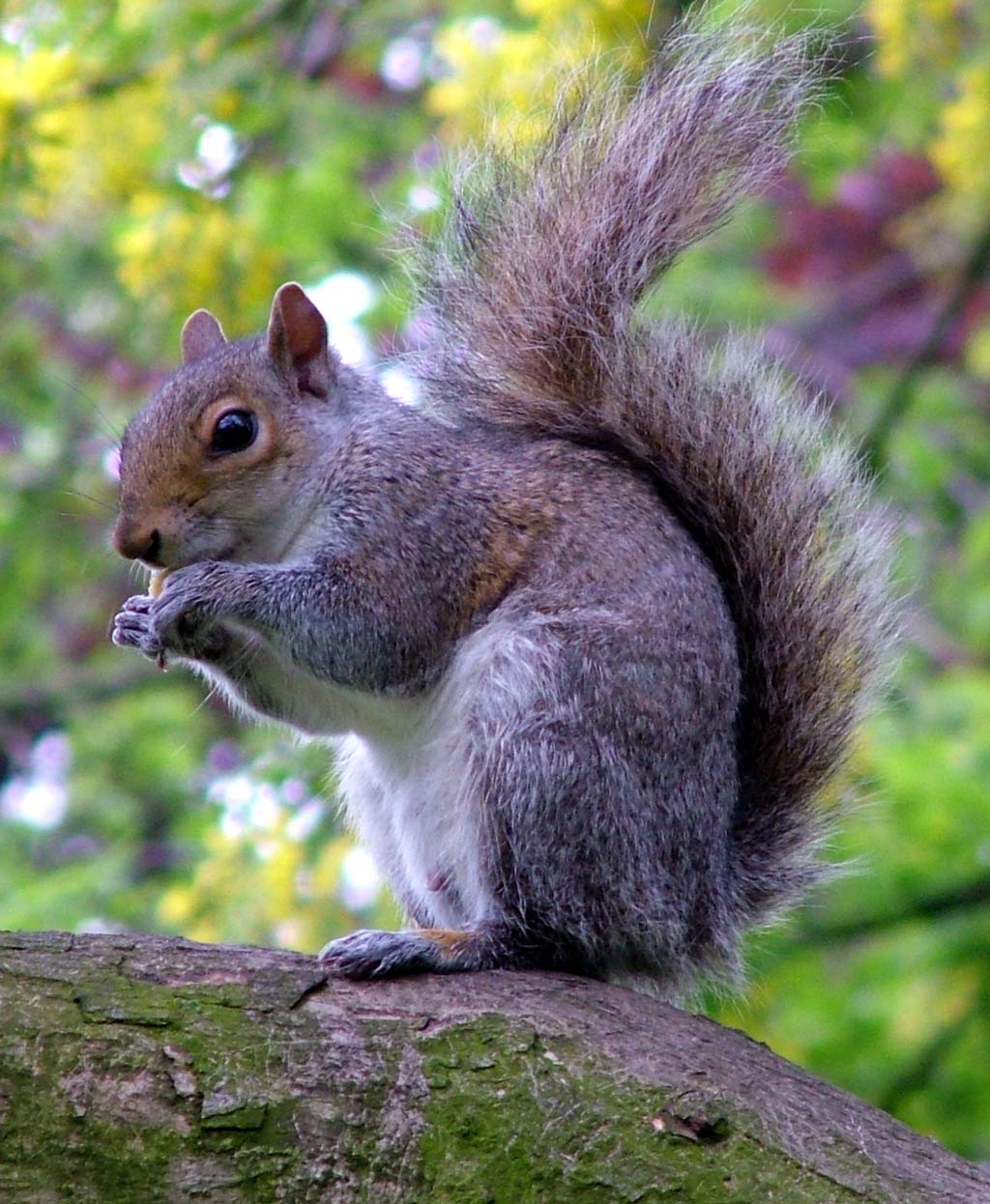 [grey-squirrel-eating1.jpg]