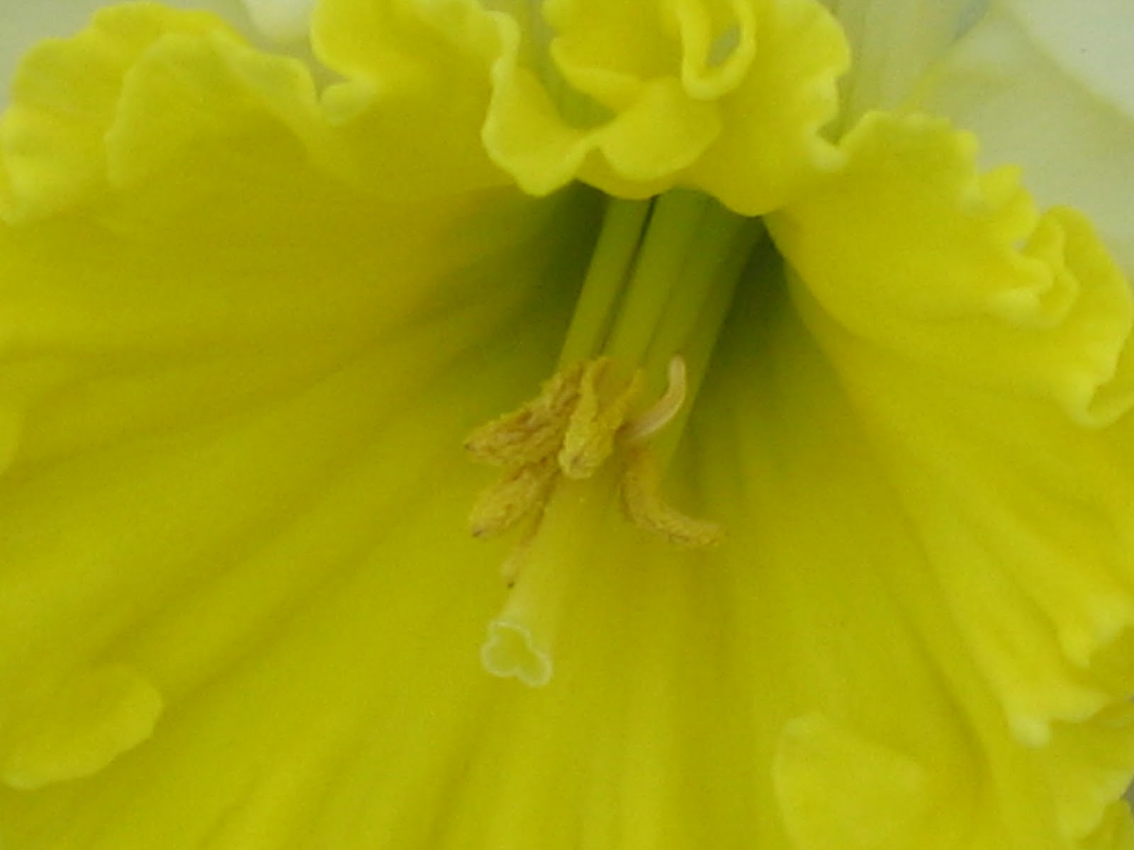 [Spring in our yard 001.jpg]