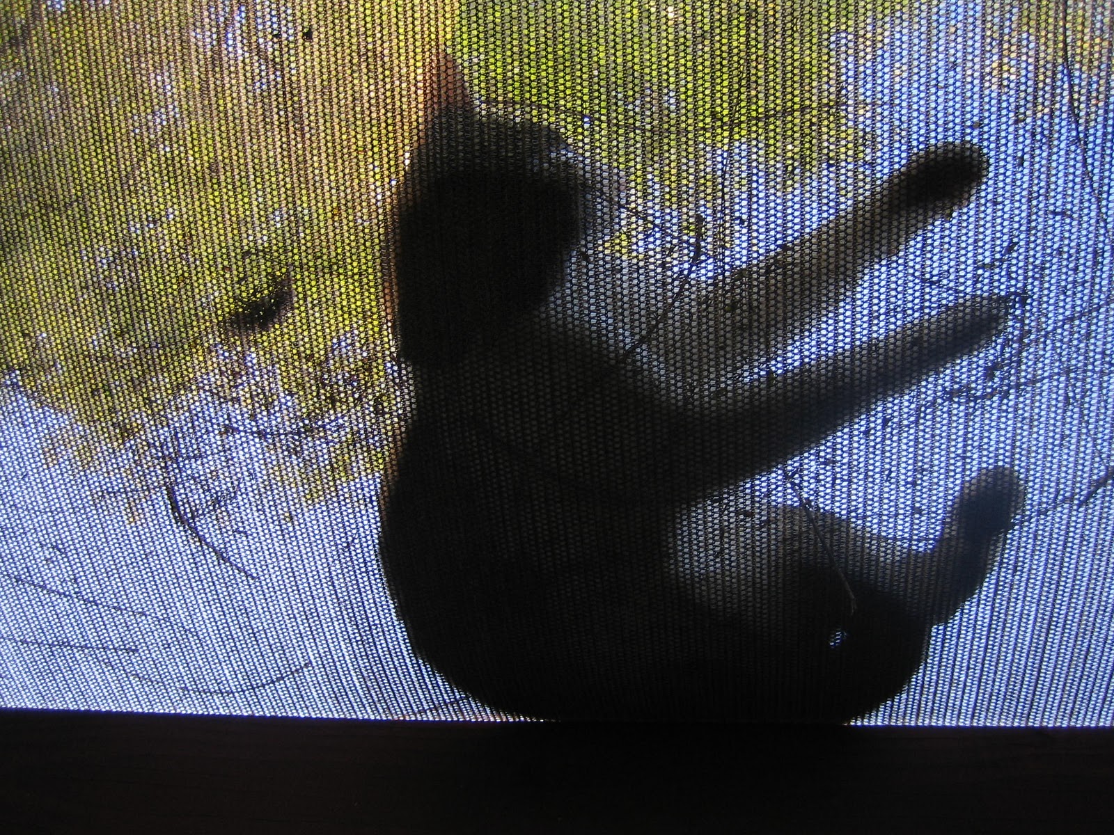 [Spring in our yard 015.jpg]