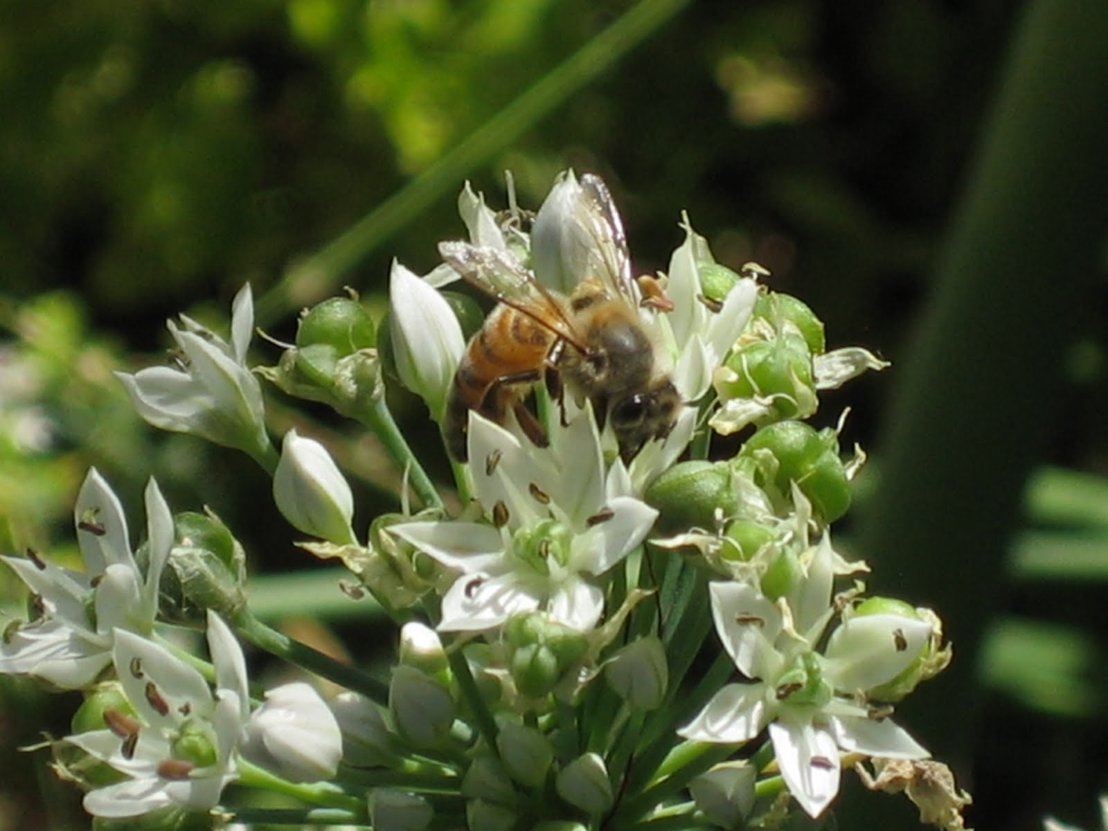 [macro+shots+024.jpg]