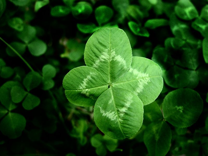 [four+leaf+clover.jpg]