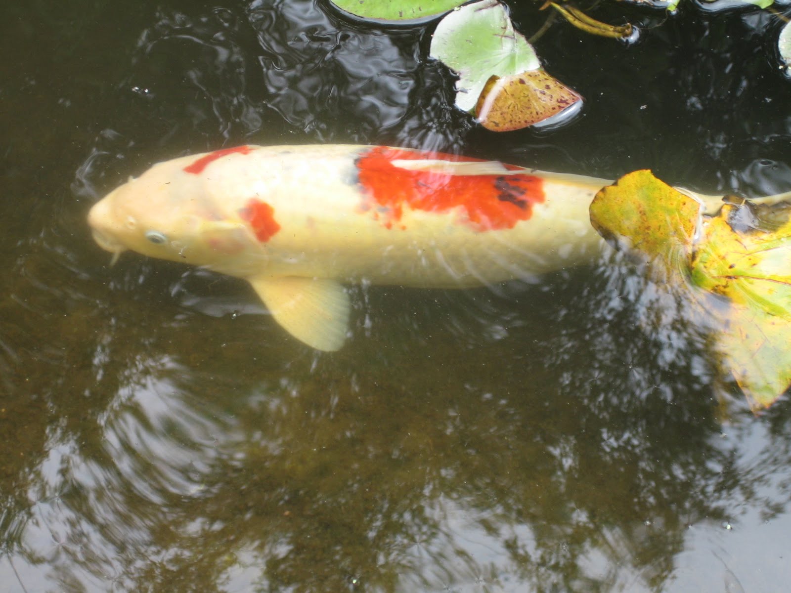 [Baby+Ryan+is+here+003.jpg]