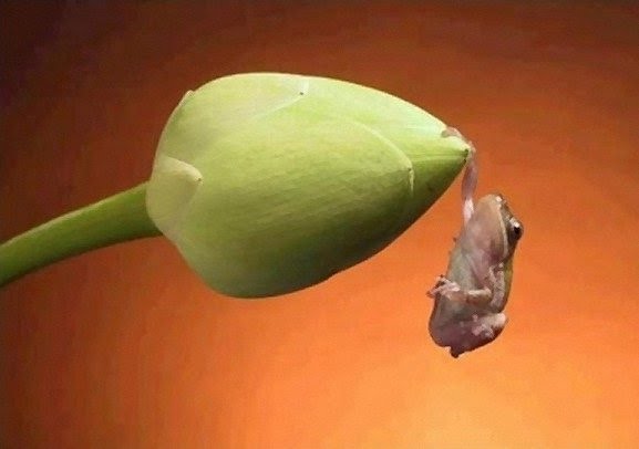 [frog%20hanging%20on%20for%20dear%20life.jpg]