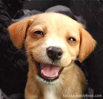 [happy-dog.jpg]