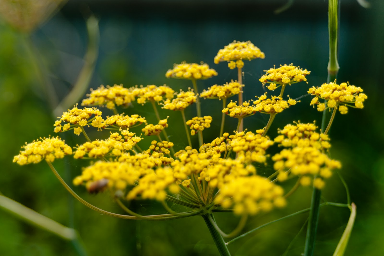 Photo Views, Life through the eye of a camera. Wild flowers in a