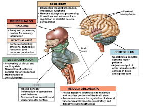 BIOLOGI GONZAGA: ISTILAH SYARAF