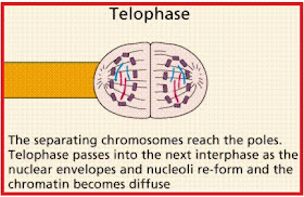 44+ Tahapan Pembelahan Mitosis 2021 2022 2023 Gif