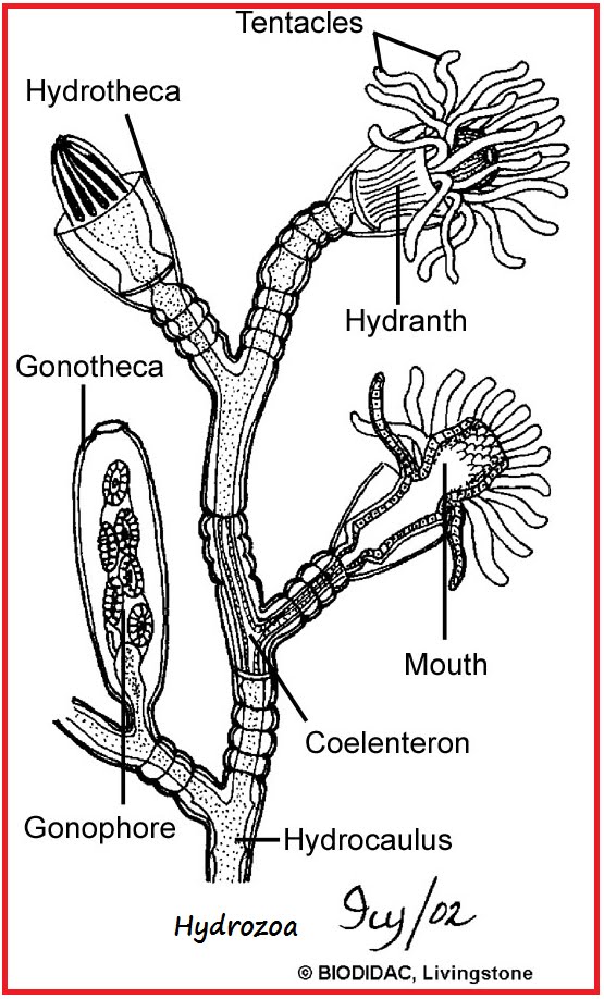 BIOLOGI GONZAGA COELENTERATA