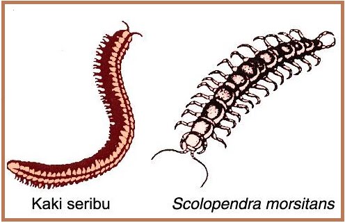 Biologi Gonzaga Arthropoda