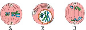 Urutan yang benar dari proses profase 1 meiosis