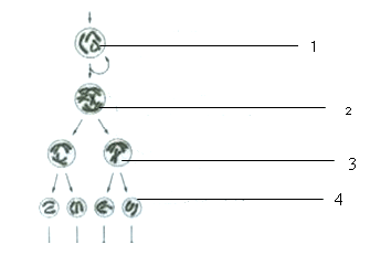 Berantas Kebodohan Di Bona Pasogit Soal Reproduksi Sel
