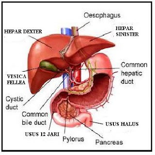 76+ Gambar Organ Hati Yang Rusak Paling Hist 76+ Gambar Organ Hati Yang Rusak Paling Hist
