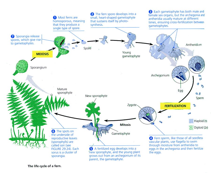 METAGENESIS TUMBUHAN LUMUT DAN PAKU