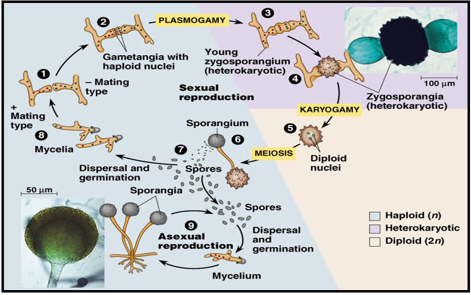 Rhizopus oryzae untuk membuat