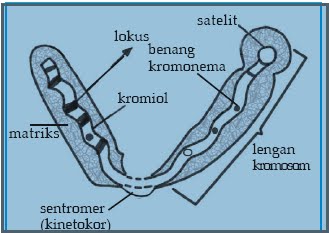Berdasarkan letak sentromernya kromosom pada gambar di samping adalah