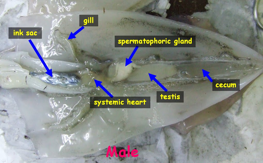 Apakah Cumi-Cumi Memiliki Tulang Belakang?