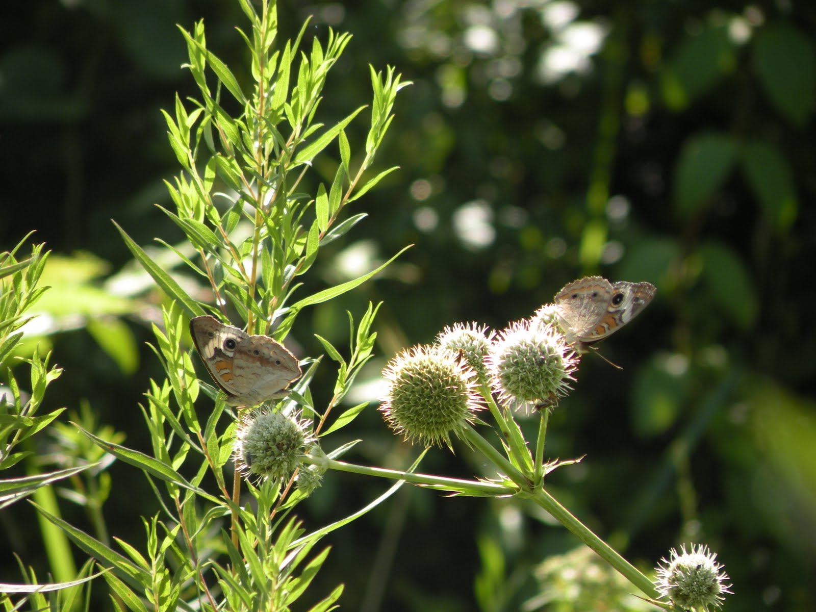 aubunique Buckeye butterflies nectaring on rattlesnake master, Eryngium yuccifolium, at World