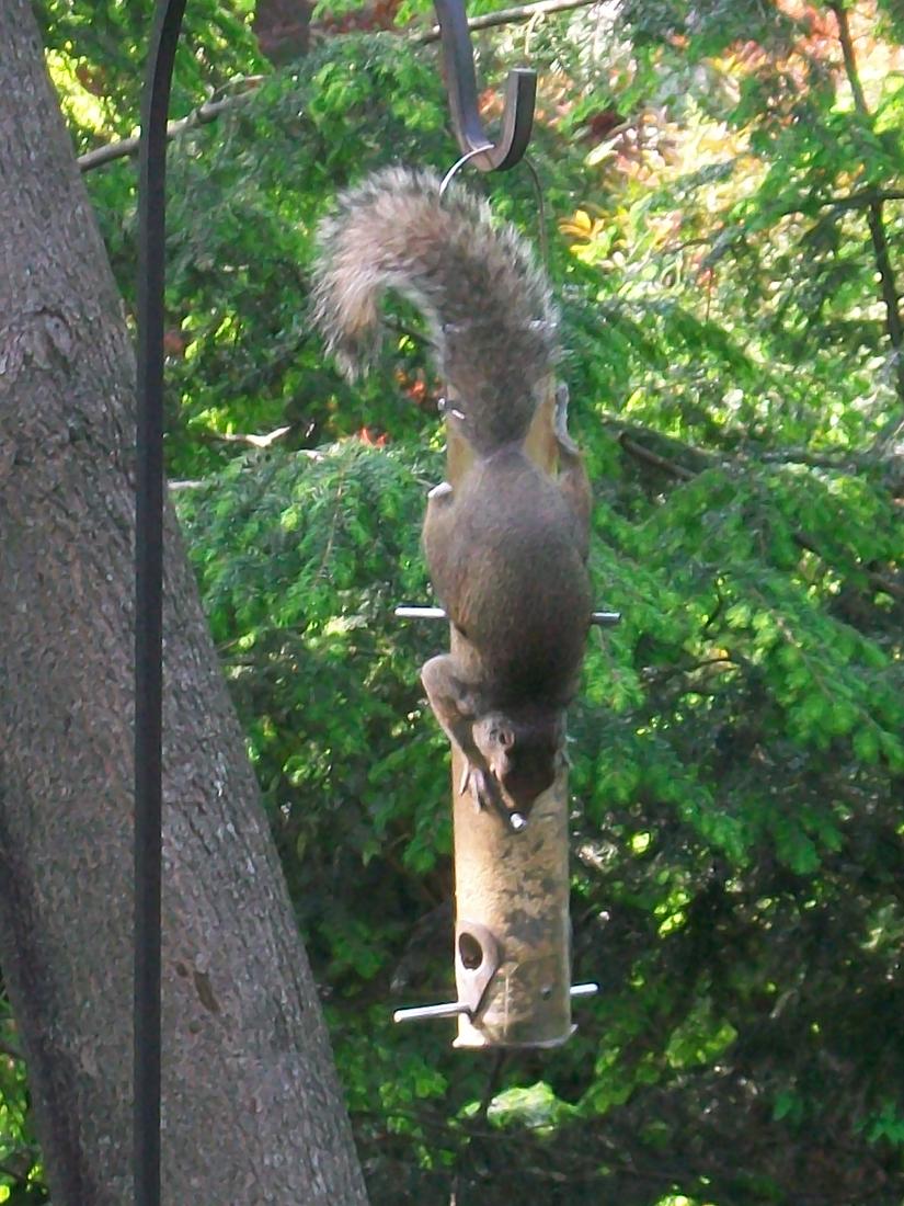 [squireel.JPG]
