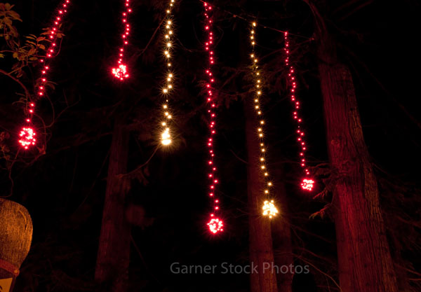 This shot shows vertical lines of Christmas lights hanging in cedar ...