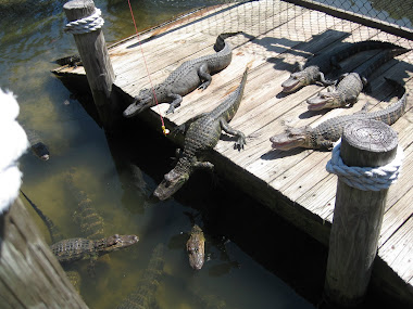 Feeding gators