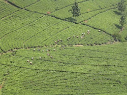 The vast tea plantations