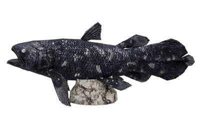 Coelacanth Papercraft