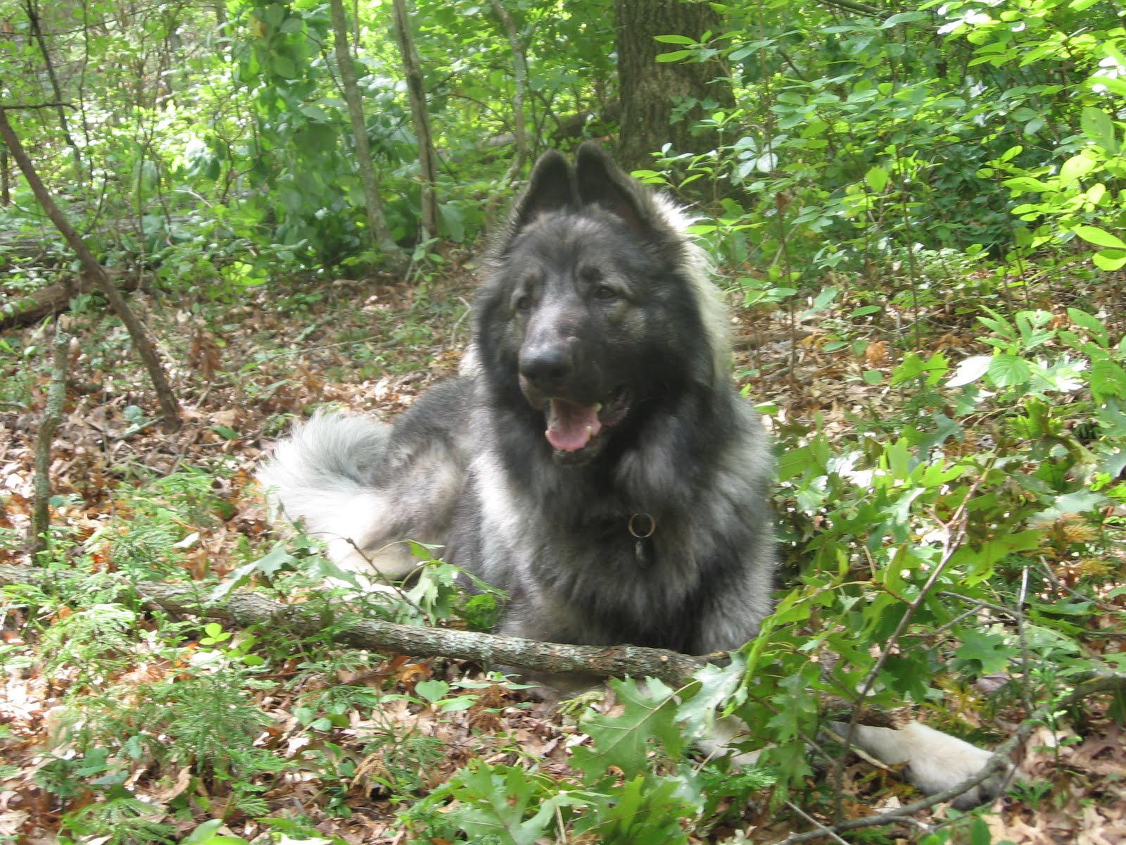 Timber 1 to 2 years old Timber Logging Dog