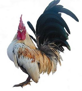 melalui kontes pertama yang diselenggarakan di Perlis Budidaya Ayam Serama