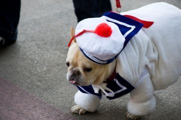 [dogstay-puft.jpg]