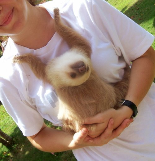 [sloth.jpg]