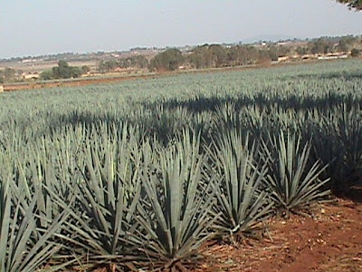 Ruta Cristera en Los Altos de Jalisco Arandas