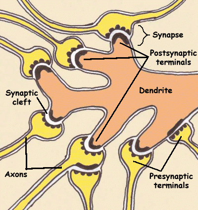 [synapses+and+dendrites+collection+mult-sclerosis.org+synapse.gif]