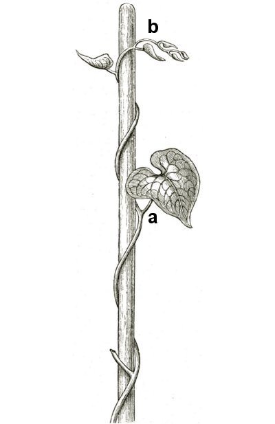 [bindweed+draw+coiling+up+stick+images.iop.org+Sachs.jpg]
