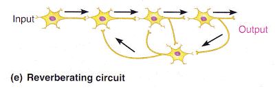 Pirates & Revolutionaries: Synaptic Circuits in Marieb & Hoehn, Human