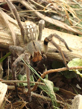 aranha de grama