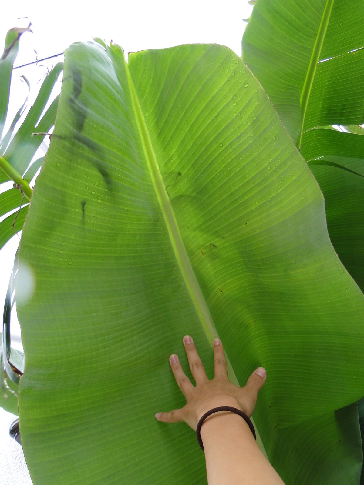 小笠原ユースホステル公式ブログ バナナの葉っぱでトトロごっこ できそう