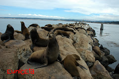 Sealions, CA