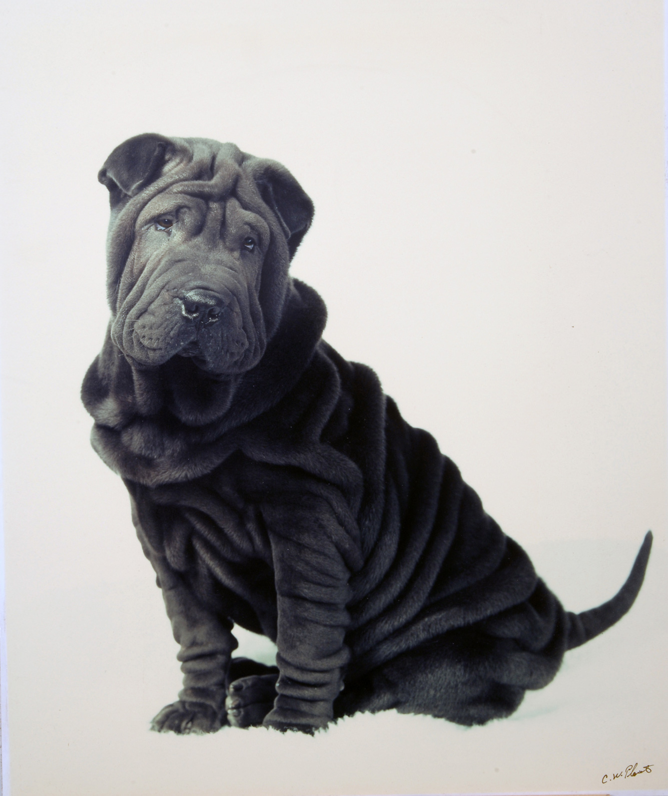 Lady J s Psychic Astrology Zone Chinese Zodiac Dog Personality lady-j-s-psychic-astrology-zone-chinese-zodiac-dog-personality