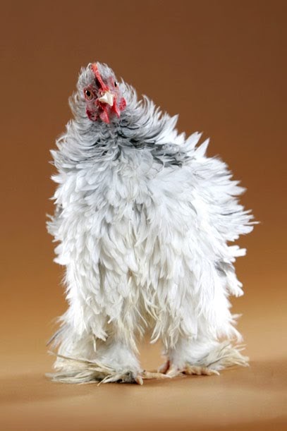 INDUSTRI AYAM: Penyakit Ayam